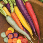Several carrots in a variety of colors.