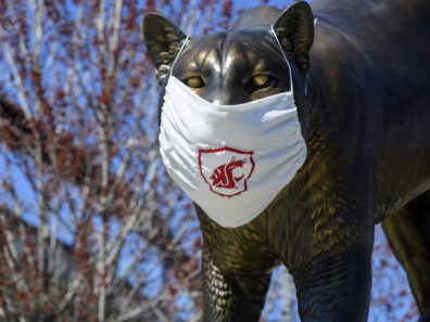 A WSU cougar statue wearing a WSU branded face mask.