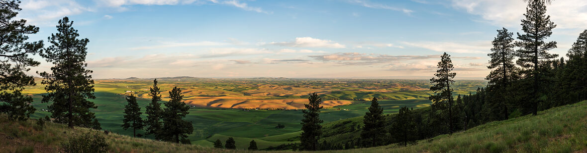 Panoramic view of the palouse from on top of a butte.